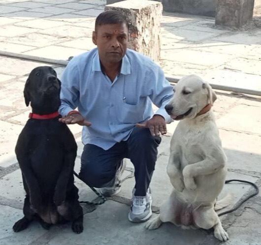 Dog Training Services